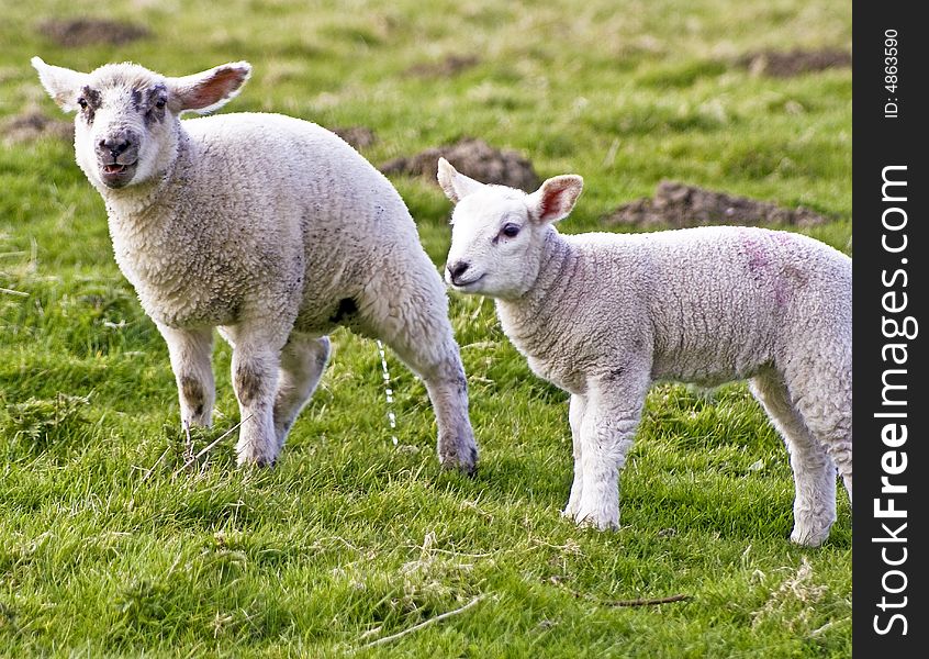 Two young lambs in the spring