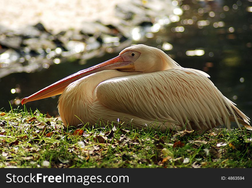 Pelican on the grass in zoo. Rest near water.