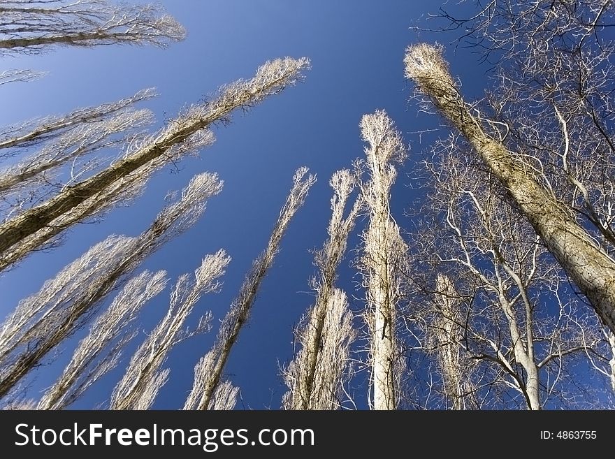 Some high trees and blue sky. Some high trees and blue sky