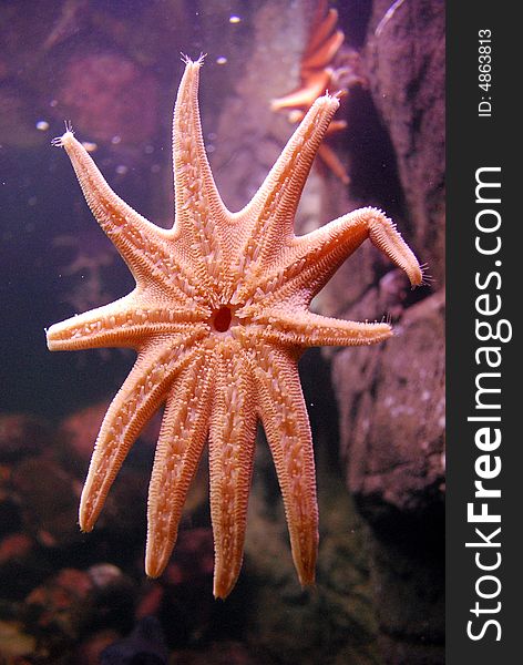 An echinodermata in the class asteroidea, this starfish like animal has 10 arms.  I believe its a sunstar.