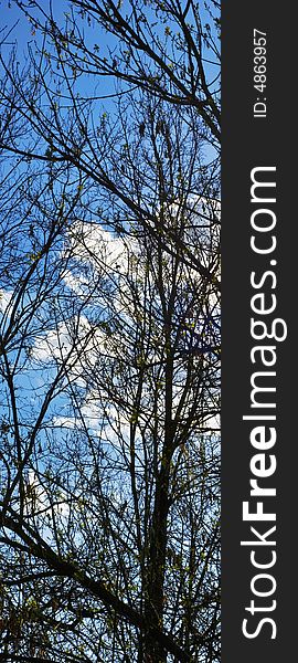 Panoramic view of trees on a beautifil blue - clouded sky. Panoramic view of trees on a beautifil blue - clouded sky