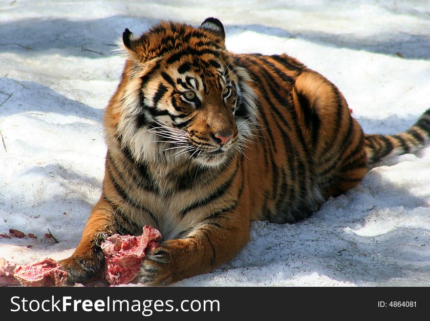 A tiger in the snow eating a piece of meat. A tiger in the snow eating a piece of meat