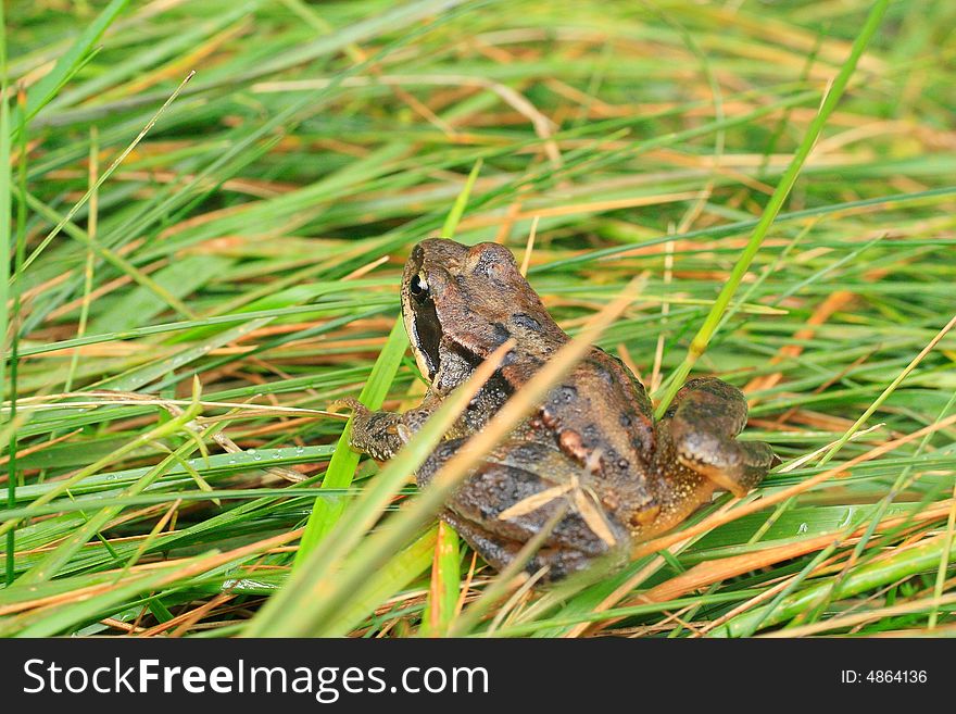 A frog on grass to natural park of Alpe Veglia in Italy. A frog on grass to natural park of Alpe Veglia in Italy