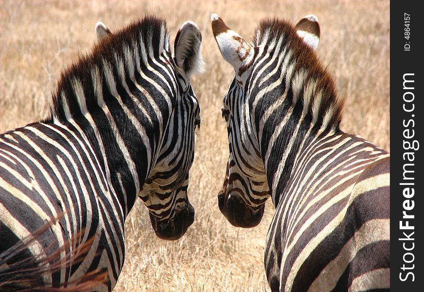 Two zebra's in tanzania norogoro crater