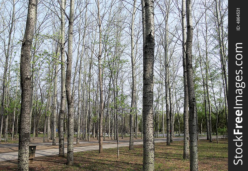 A small woods in Wangjing Park in Beijingã€‚