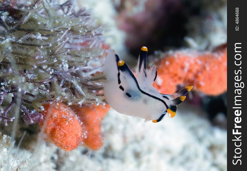 Nudibranch Mollusk