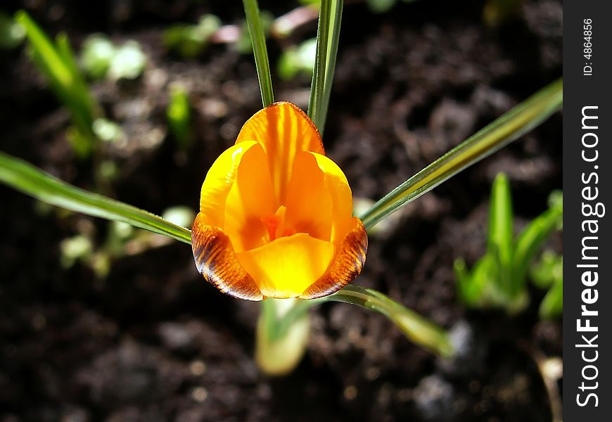 Close-up of beautiful yellow crocus. It have dark stripes on yellow petals and green leafs with white stripes. Leafs are going like light rays in all sides.
Photograph have shallow depth of field, I was focusing on the center of flower head with pistil. . Close-up of beautiful yellow crocus. It have dark stripes on yellow petals and green leafs with white stripes. Leafs are going like light rays in all sides.
Photograph have shallow depth of field, I was focusing on the center of flower head with pistil.