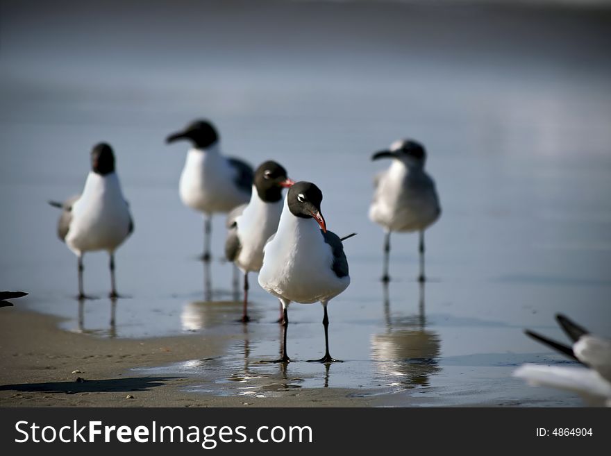 Seagulls on beach