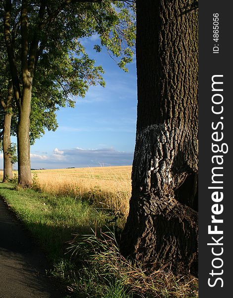 Trees by the road, corn field. Trees by the road, corn field