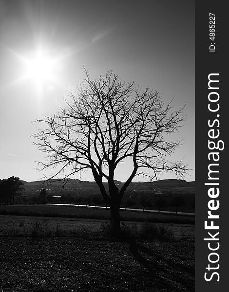 Tree without leaves in field, sun is shining. Tree without leaves in field, sun is shining