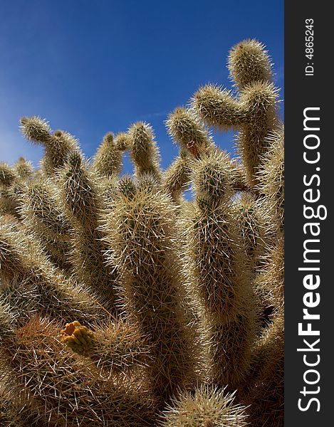 Cactus close-up against blue sky