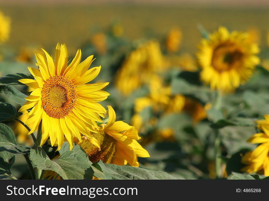Sunflowers 3.