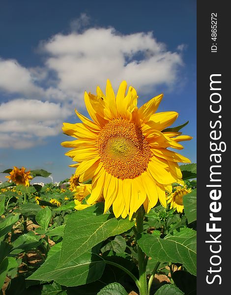 Closeup picture of sunflower on the field. Closeup picture of sunflower on the field.