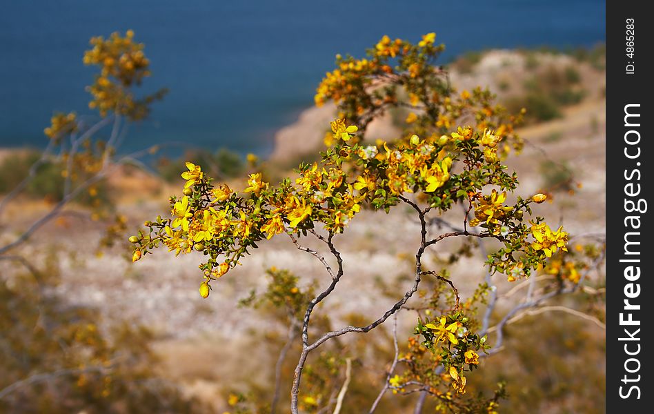 Beautiful yellow flowers among desert in springtime. Beautiful yellow flowers among desert in springtime