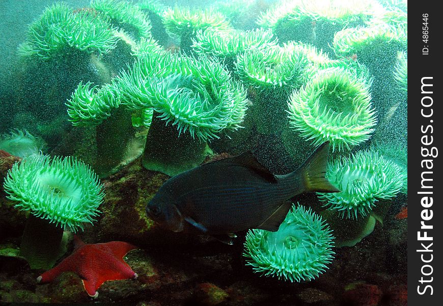 Black fish with blue stripes and a yellow tail, and a red starfish in front of a group of anemone. Black fish with blue stripes and a yellow tail, and a red starfish in front of a group of anemone