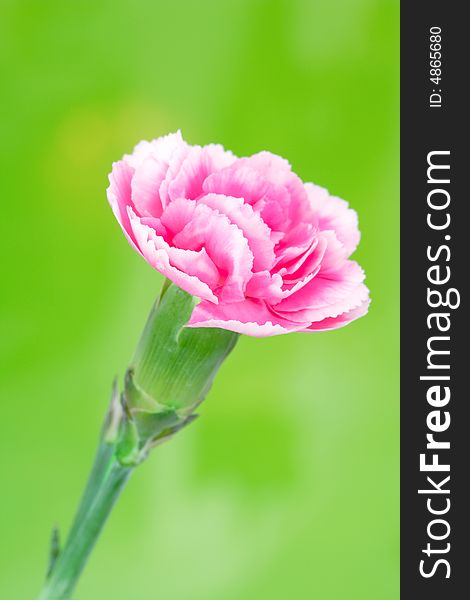 A pink carnation on green background