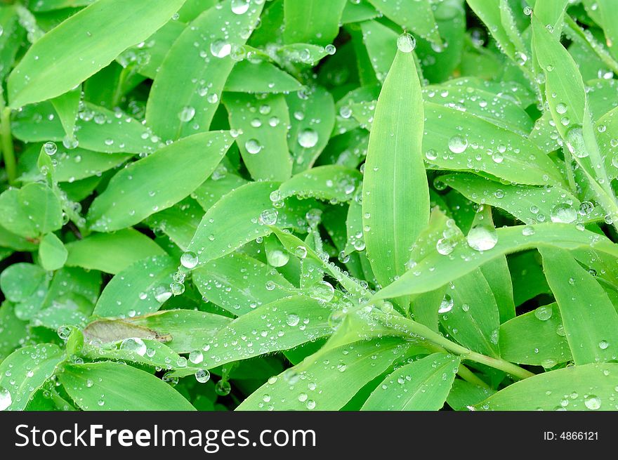 Drop of water on green grasses after the rain.