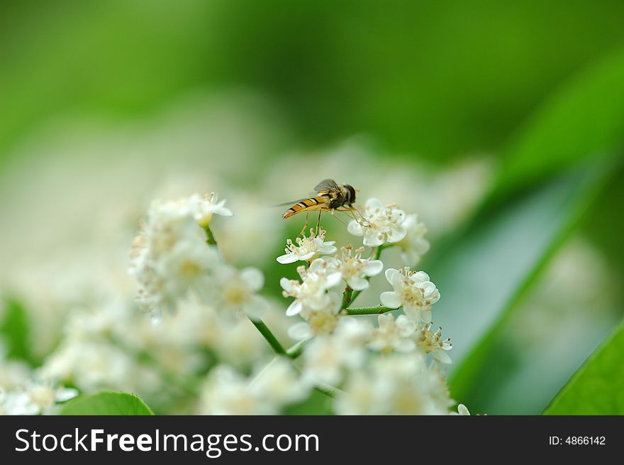 A honeybee stops on the flower.