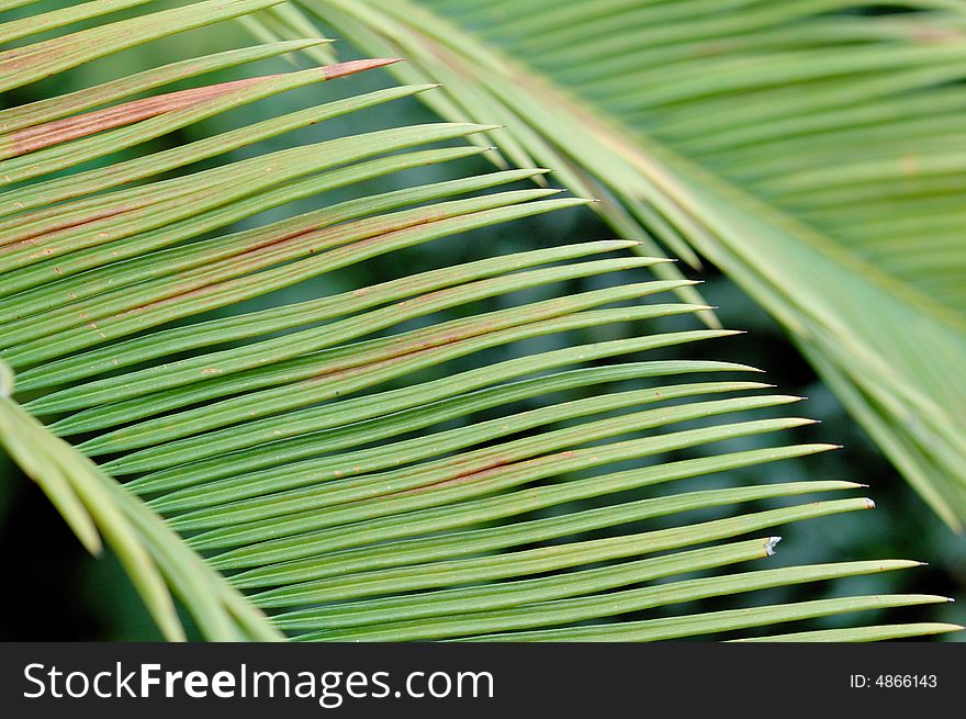 Palm Leaf