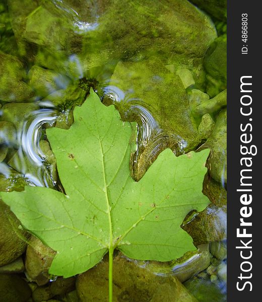 Leaf in small canyon river in Crimea. Leaf in small canyon river in Crimea.