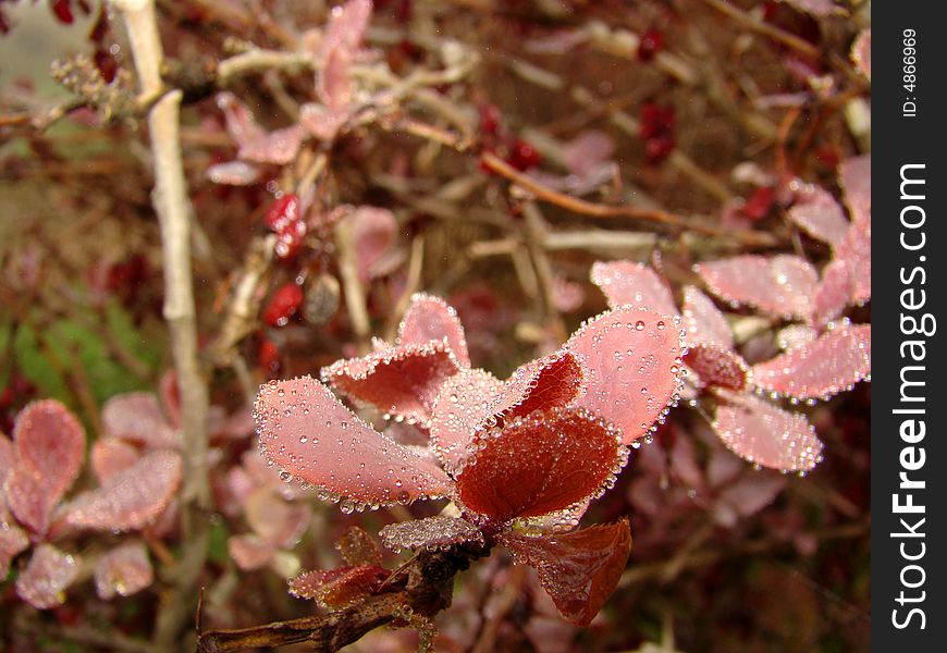 Wonders of Nature. Drops of dew on the leaves of barberry. Wonders of Nature. Drops of dew on the leaves of barberry.