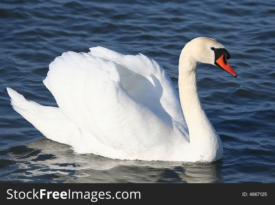 Graceful White Swan On A Water