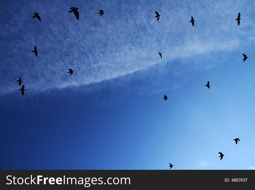 A group of birds flying in a migration trip on a blue sky with a soft cloud. A group of birds flying in a migration trip on a blue sky with a soft cloud.