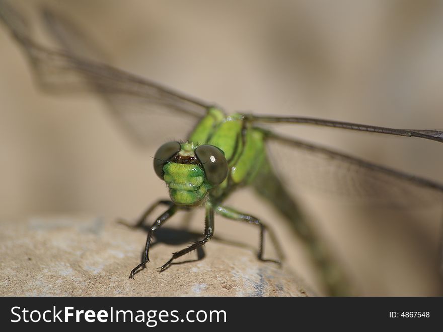 Dragon-fly just bask in the sun. West Siberia.