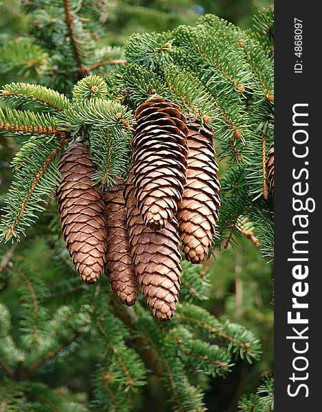 Five cones in a pine tree isolated. Five cones in a pine tree isolated