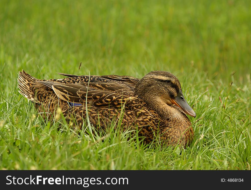 Clos up shot of wild female duck in green grass