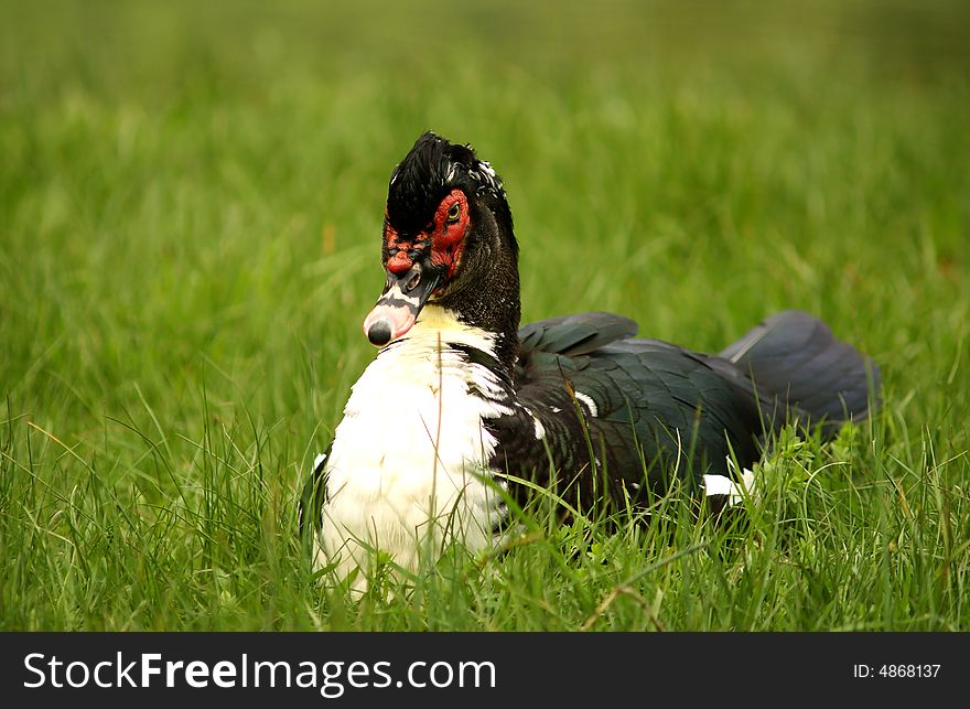 Big  duck is sitting in the green grass