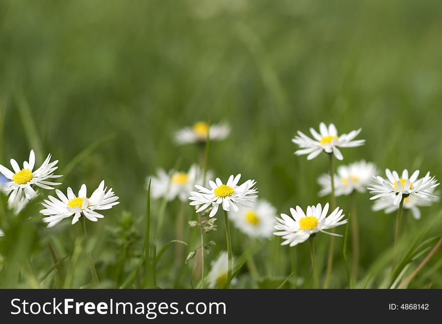 Nice summer meadow with a fresh green grass and daisies. Shallow DOF