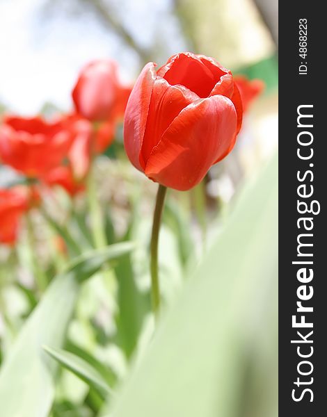 Beautiful red tulip on blurred background