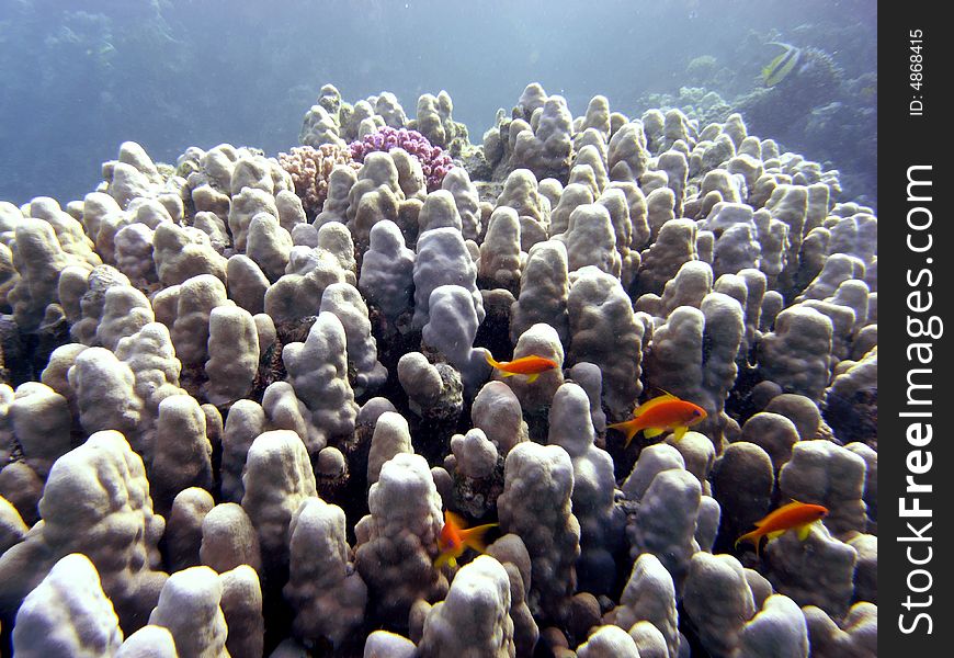 Reef Scene With Coral And Fish