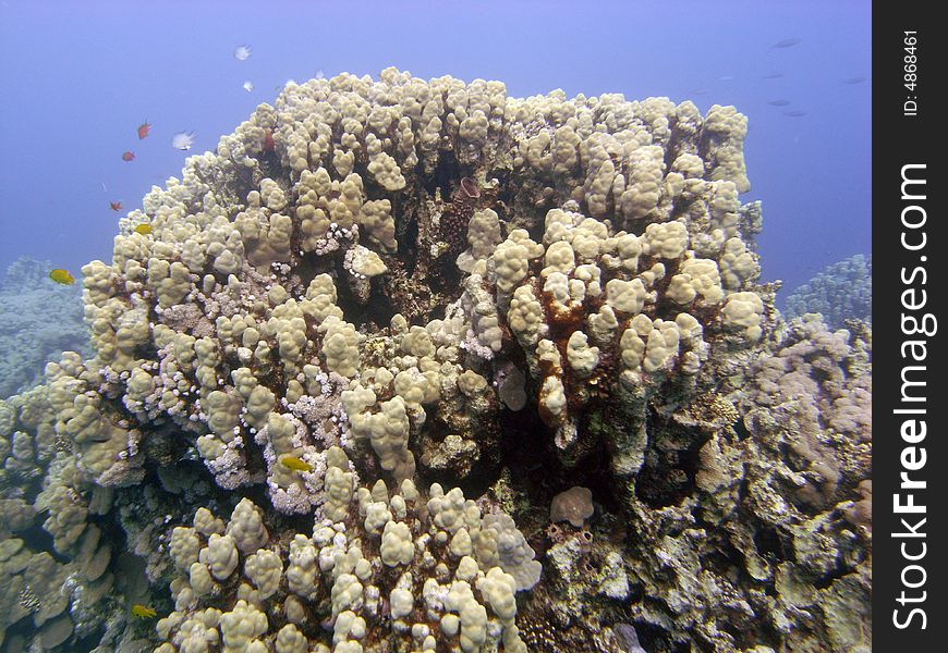 Reef scene with coral and fish