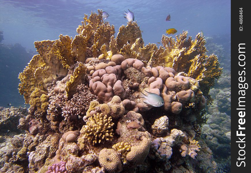 Reef scene with porites coral and fire coral, with assorted fish and blue water. Reef scene with porites coral and fire coral, with assorted fish and blue water