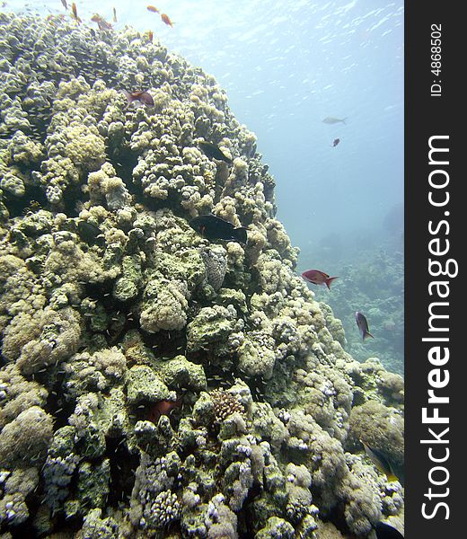 Reef scene with Porites coral and assorted fish with blue water. Reef scene with Porites coral and assorted fish with blue water