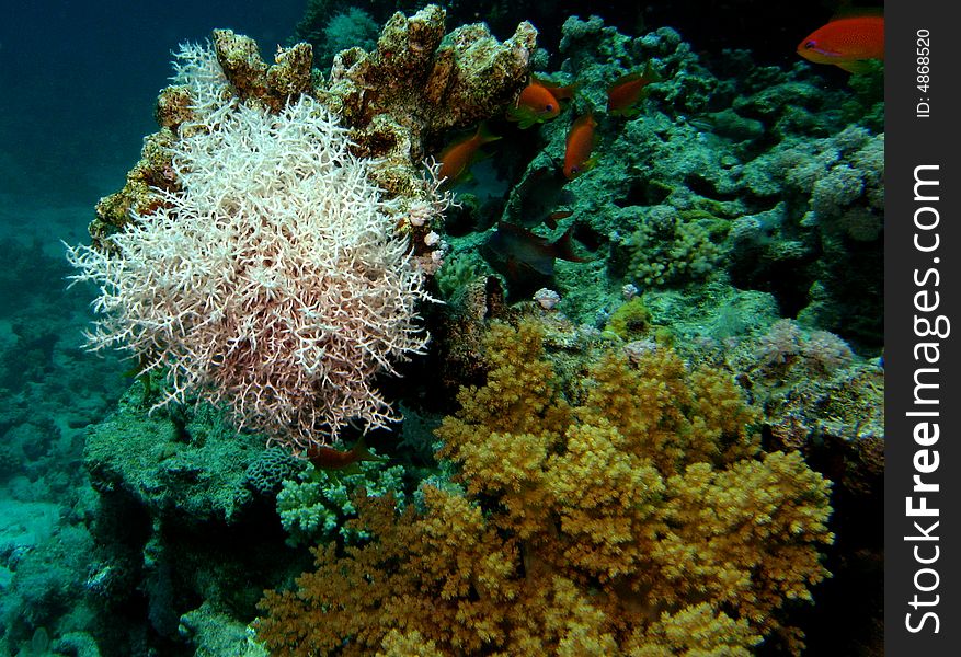 Reef scene with coral and fish