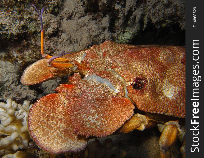 Slipper lobster head macro, showing lack of claws