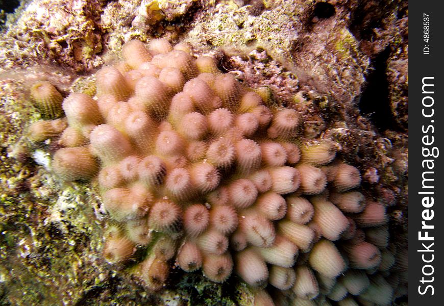 Staghorn coral - Astreopora myriophthalma on sea bed, showing ridges
