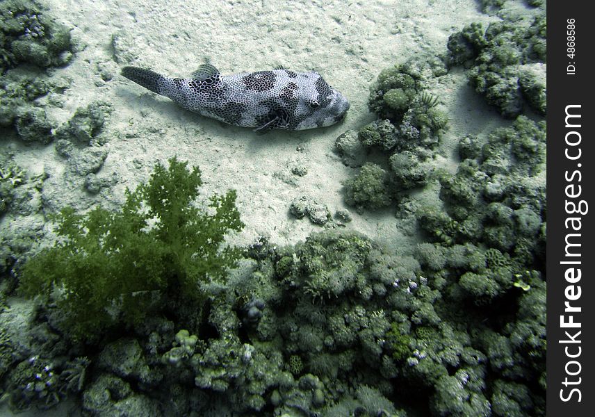 Starry puffer fish resting on sea bed, showing other corals