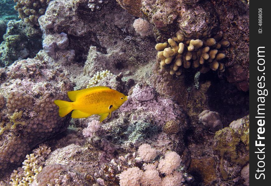 Yellow sulphur damsel swimming near corals in clear water