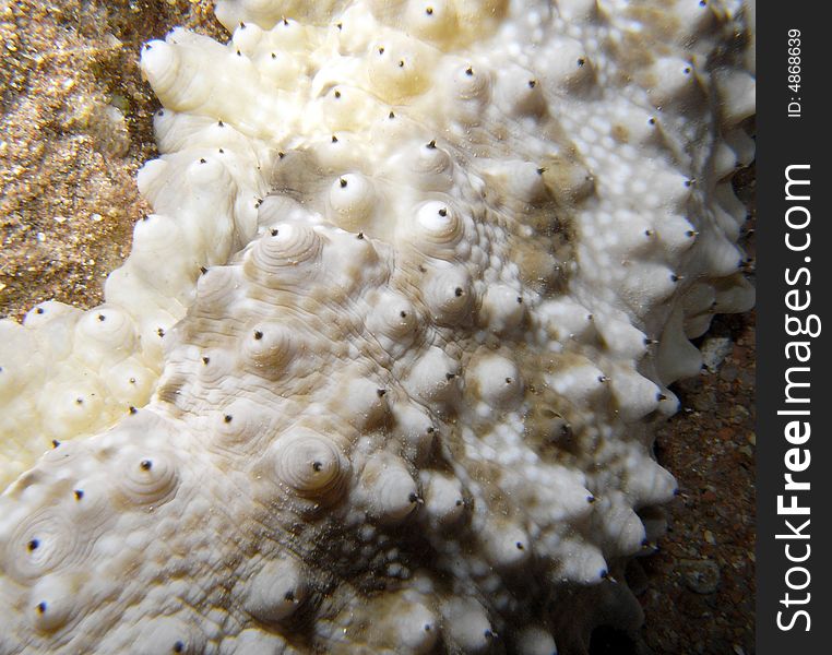 Tubercle Sea Cucumber