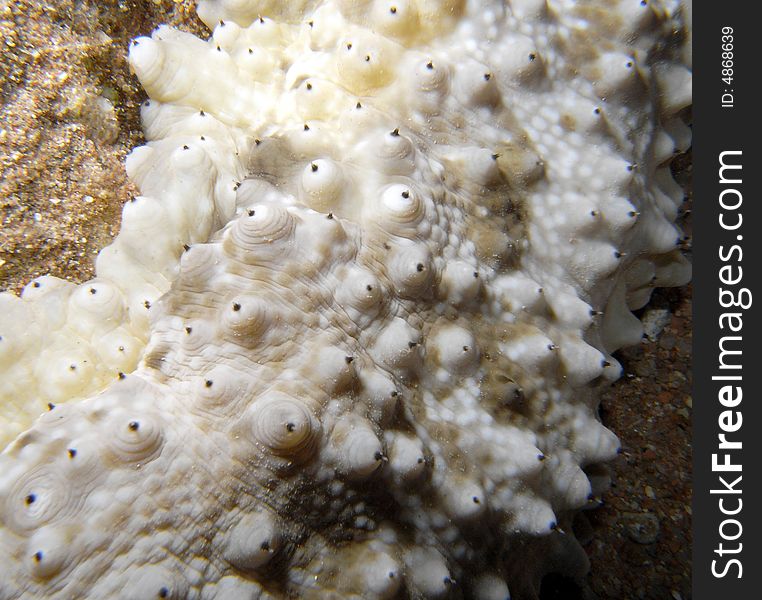 Tubercle sea cucumber crawling over sea bed