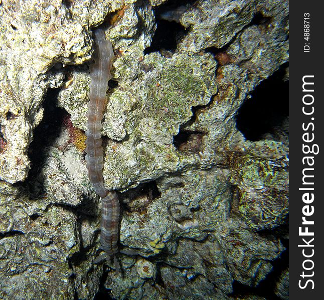 Unidentified snake eel - 60cm on sea bed at night