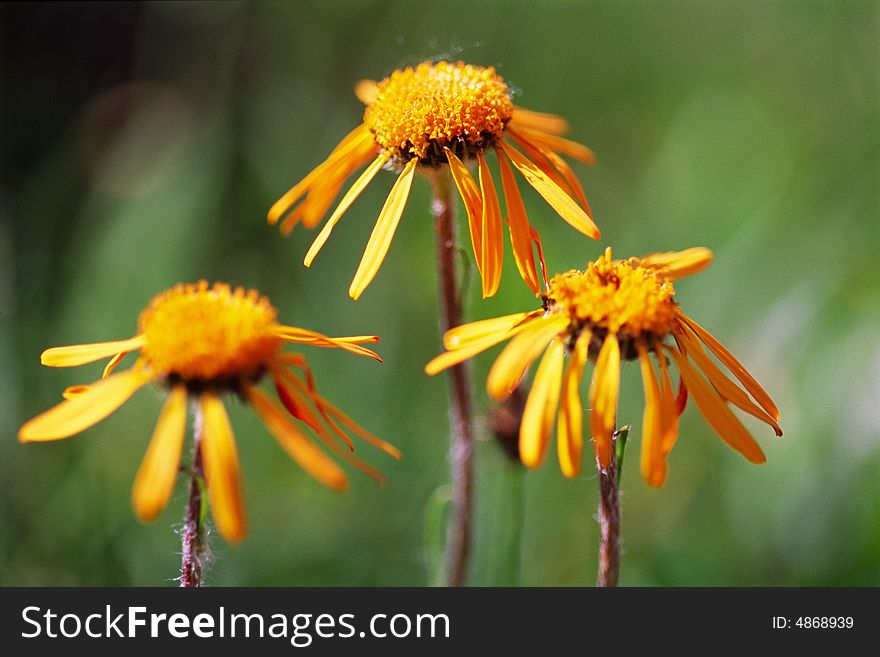 Three orange daisies with green background