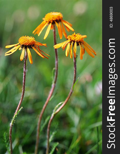 Three orange daisies with green background