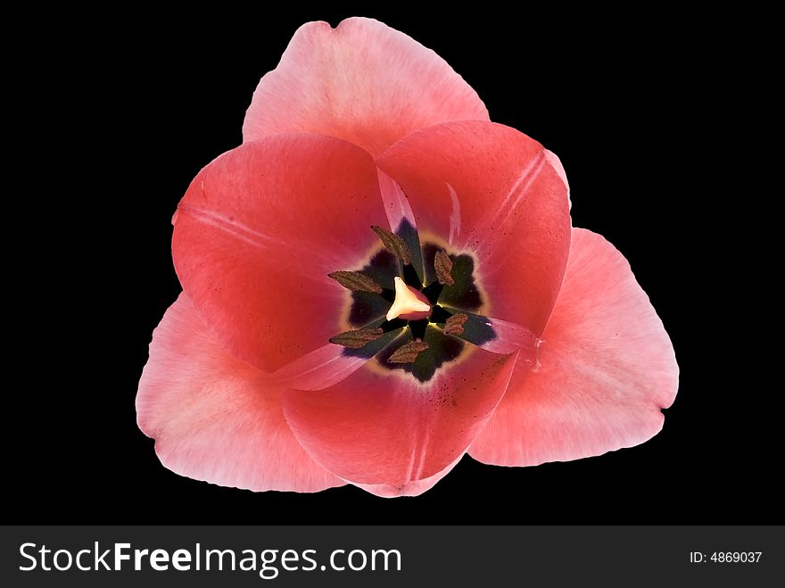 Red tulip captured up-close and isolated on black background.