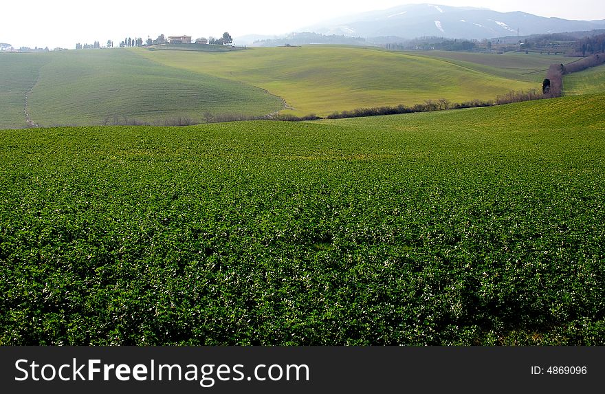 A tipical italian vista of meadow. A tipical italian vista of meadow