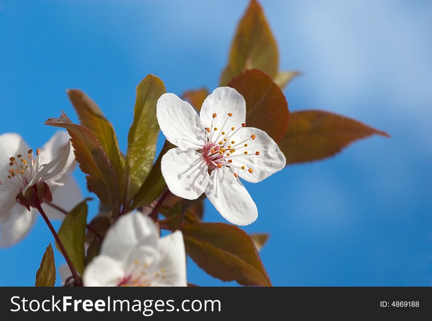 White flowers on the spring tree branch. White flowers on the spring tree branch